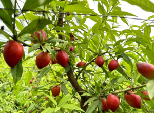 油桃、樱桃、黑珍珠西瓜......🤤🤤🤤